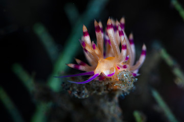 Nudibranch Coryphellina rubrolineata. Underwater macro photography from Tulamben, Bali,  Indonesia