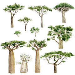 Watercolor Africa trees set. Hand drawn illustration southern trees in the savannah for the banner, frame, border, logo, greeting card, party card, wedding invintation.