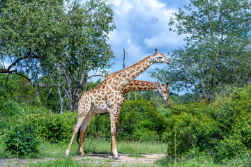 Two giraffes isolated necking in the wild image in horizontal format