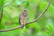 A cute Spotted owlet  is perched on a branch