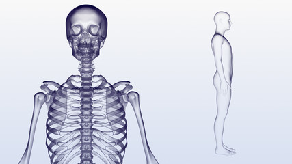 Wall Mural - Human Body Skeleton Medical DNA Science Technology 3D illustration background.