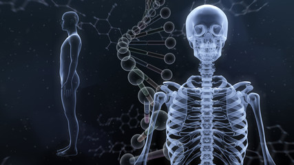 Wall Mural - Human Body Skeleton Medical DNA Science Technology 3D illustration background.