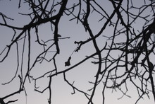 Winter Tree Branches Against The Sky