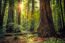 Sunrise In The Redwoods, Redwoods National & State Parks California