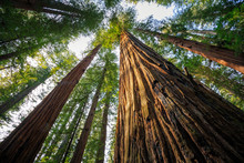 Under The Redwood Trees, Redwoods National & State Parks California