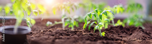 Cuadros en Lienzo tomato seedlings growing in the soil at greenhouse