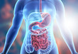 Human body digestive system anatomy. 3d illustration.