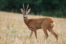 Roe Deer Buck On Mowed Field During Mating Season, (Capreolus Capreolus), Slovakia