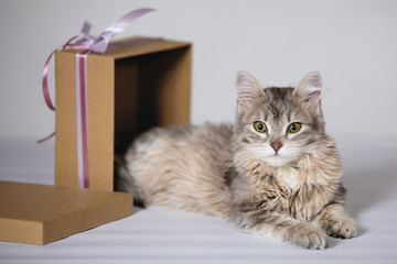 Cute cat in brown box.