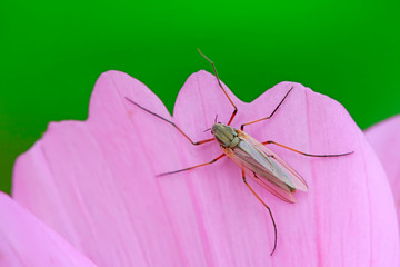 mosquitoes insect on green leaves, North China