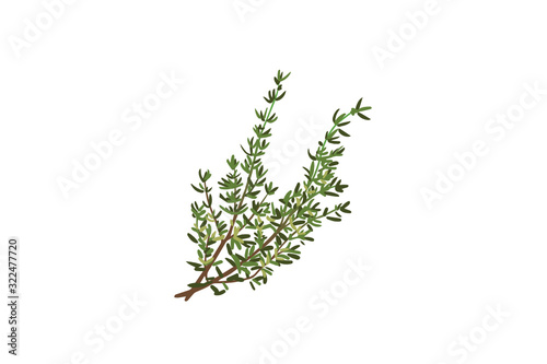 Fotomural Fresh thyme sprigs, spice, close-upvector illustration isolated on white backgro