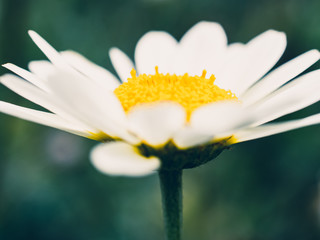 white flower on blue background