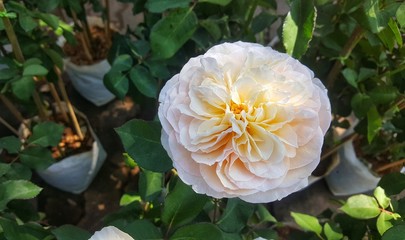 Wall Mural - Many colored roses blooming in the garden.