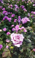 Poster - Purple roses blooming in the garden.