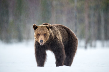 Wall Mural - wild adult brown bear in winter forest. front view. brown bear, scientific name: ursus arctos arctos