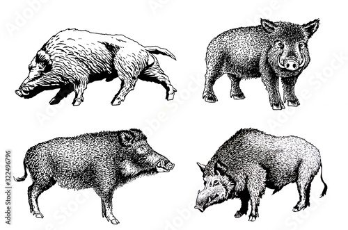 Fotografía Graphical set of wild hogs isolated on white background, jpg illustration