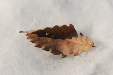 Dry Oak Leaf In The Snow