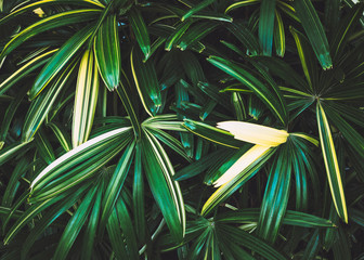 Aufkleber - Green Leaf Forest Tropical Nature abstract Background