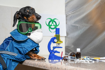 Dachshund dog in protective suit with respiratory mask conducts medical research in laboratory with microscope. Test tube blood test, syringe, medication and pills on table, biohazard sign on wall.