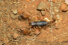 Heterometrus Xanthopus Or Indian Black Scorpion, Satara District , Maharashtra  , India. One Of The Most Venomous And Ancient Arthropods