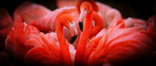 Two Flamingo In Group With Shine