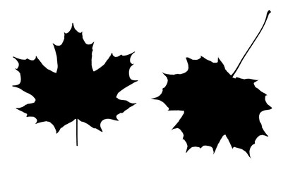 Poster - two maple colored leaves. isolated on white