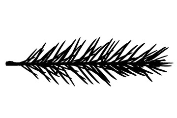 Poster -  tree branch isolated on white