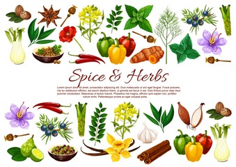 Wall Mural - Spice and herb food seasonings vector banner with borders of vegetable and plant condiments. Chilli, mint and cinnamon, vanilla, garlic and onion, nutmeg, anise and bay leaves, saffron, turmeric, dill