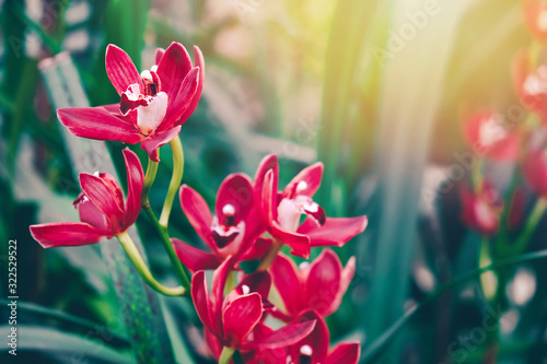 piekne-kwiaty-orchidei-w-ogrodzie