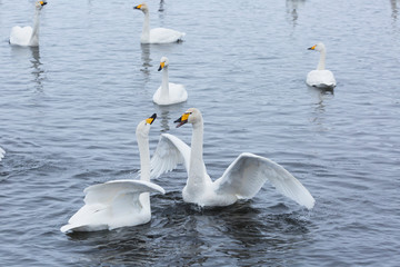 Sticker - A flock of Whooper swan and ducks wintering on the thermal lake Svetloe (Lebedinoe), Altai Territory, Russia