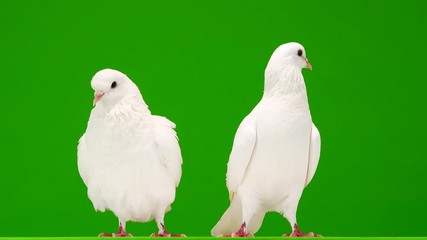 Poster - Two white doves on a green screen.