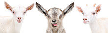 Portrait Of Two Cute White Goats And Gray Goat Showing Tongue Isolated On White Background
