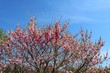 © ペパーミント - ももの花　菊桃　春　風景　日本