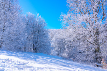 Wall Mural - Trees covered with snow, beautiful winter landscape. Winter background.