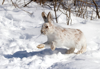 Wall Mural - White Snowshoe hare or Varying hare with coat turning brown running in the winter snow in Canada