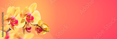 Fotografía Yellow phalaenopsis orchid, bright orange panoramic background with copy space