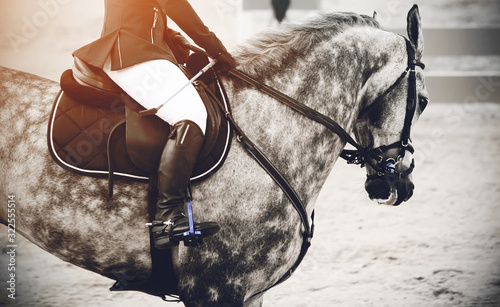 Fotomural A black-and-white image of a spotted horse galloping around the arena among the barriers at a competition, illuminated by bright orange sunlight