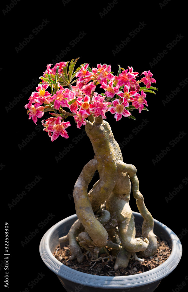 Mock Azalea Impala Lily, Pink Bignonia, Mock Azalea, Desert Rose(Adenium obesum ...