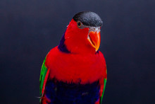 Lorius Lory Posing For Photos With Black Background.