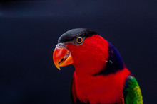 Lorius Lory Posing For Photos With Black Background.