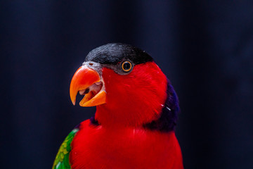 Lorius lory posing for photos with black background.