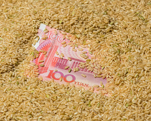 Wall Mural - Closeup of brown whole grain rice seed surrounding Chinese 100 yuan renminbi bill. Concept of China rice industry, trade, and market price