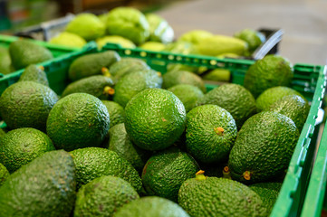 Fresh ripe green avocados in box on farmers market in Spain