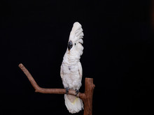White Cockatoo Closeup With Black Background.