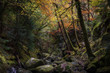 Rocky gorge in autumn forest.Tranquil nature scene with atmospheric mood.Beautiful woodland landscape in Scottish Highlands.