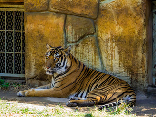 Wall Mural - Bengal tiger in zoo park 