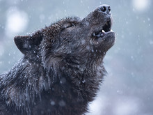 Howling Wolf In Winter Against The Background Of Snowing.