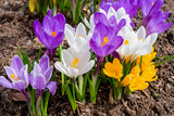 Mixed hybrid crocus flowering in the early spring garden.