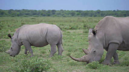 Rhino mother and young grazing