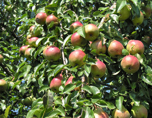 ripe pears on a tree in the orchard